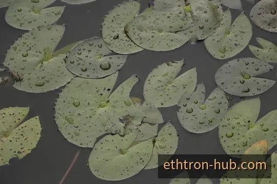TRON与Ethereum双链区块数据追踪示意